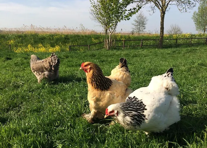 فندق مبيت وإفطار De Donk